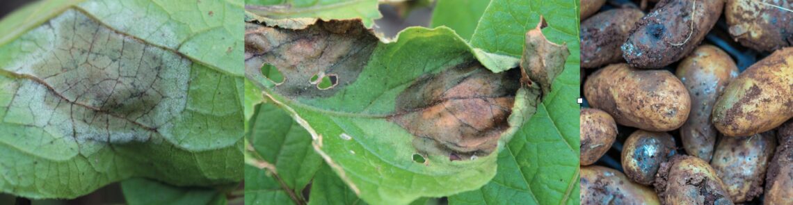 phytophthora [Update 02/07/2024]