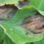 phytophthora [Update 02/07/2024]