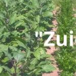 Nieuwsbrief Zuid - Februari 2025